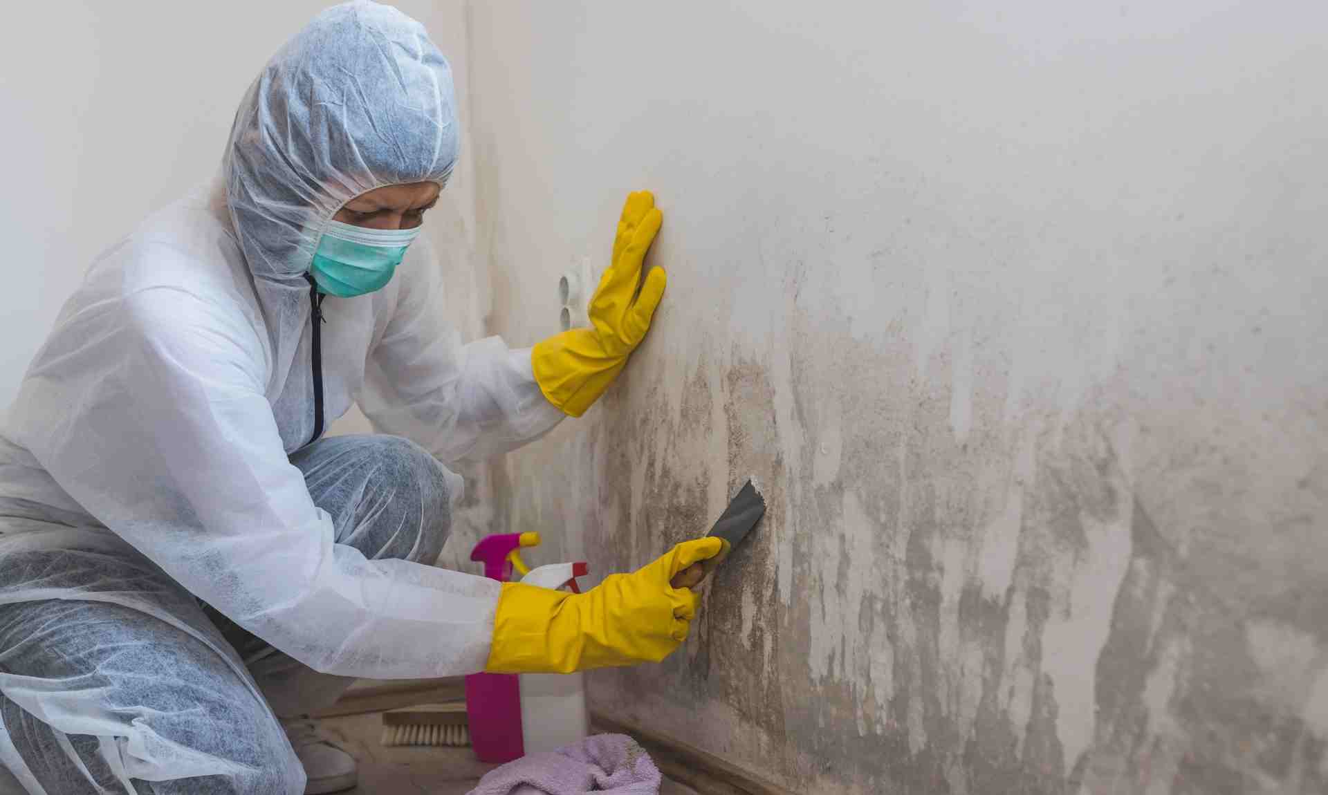 Mold Inspection/Remediation